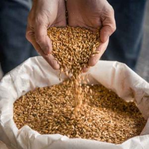 , Beer | Malt processing system